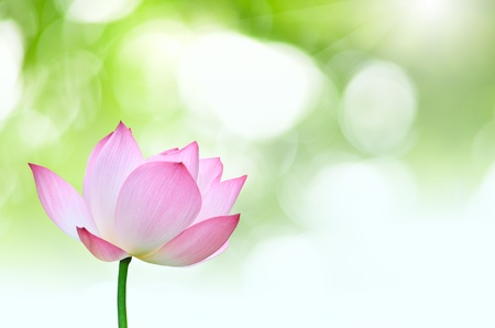 Cluse up Pink lotus Nelumbo nuclfera Gaertn  flower isolated with green backgroundの写真素材
