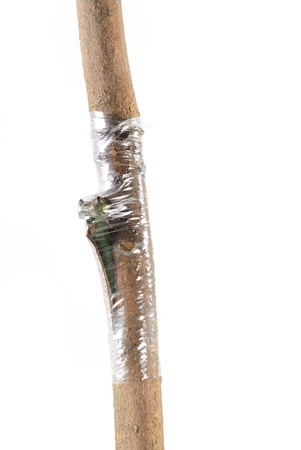Close up Plant Grafting and buddingの写真素材