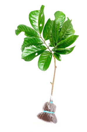 Close up Plant Grafting and buddingの写真素材