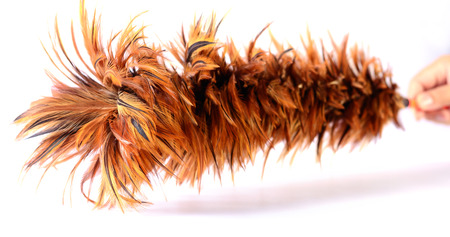 chicken feather duster on white backgroundの写真素材