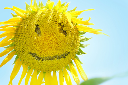 Sunflower with smiley face over blue sky clouse upの写真素材