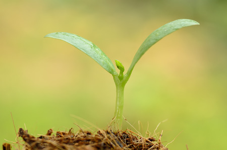 Agriculture   Young plant over green and beginning to grow for people food and forestの写真素材