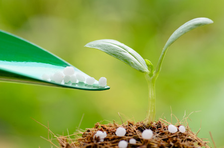 Fertilizer   Giving chemical  Urea  fertilizer to young plant over green の写真素材