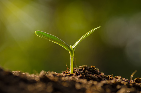 Plant, Agriculture, Seeding,Seedling, Close up Young plant growing over green backgroundの写真素材