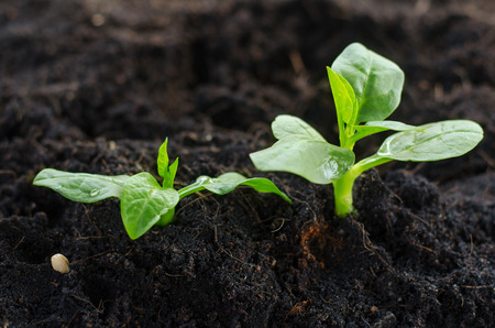 Plant,Seed,Seedling,Agriculture,Plant Growing Plant Growing concept over sunlight in morning timeの写真素材