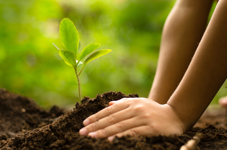 Close up Kid hand planting young tree over green backgroundの写真素材