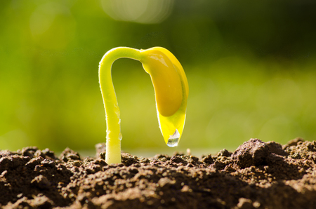 Agriculture and New life starting concept. Seed germination over soil and sunlight ray in morning timeの写真素材