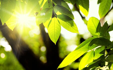 Plant and natural green environment background with sunlight for designの写真素材