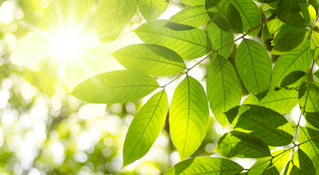 Plant leave and natural green environment background with sunlight for designの写真素材