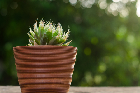 plant pot with cactus with sunlight and green backgroundの写真素材