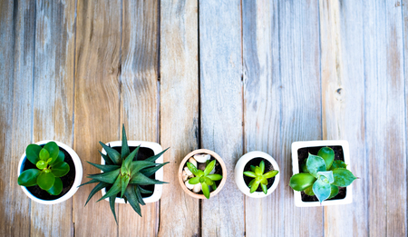 Plant pot on old wood background top down view for template backgroundの写真素材