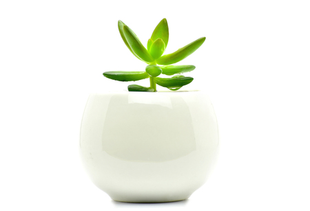 cactus plant pot isolate on white background for decoration and interia designの写真素材
