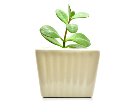cactus plant pot isolate for decoration and interia designの写真素材