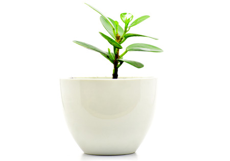 green plant pot isolate for decoration and interia designの写真素材
