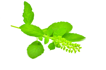 holy basil leaf isolate on white background for designの写真素材