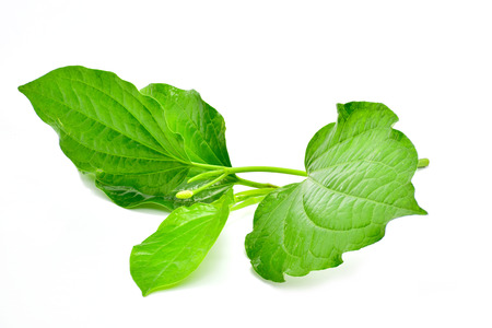 Wild Betel Leafbush isolated on white background for sedignの写真素材