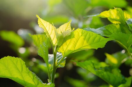 The top of the mulberry leaves and the morning sunの写真素材
