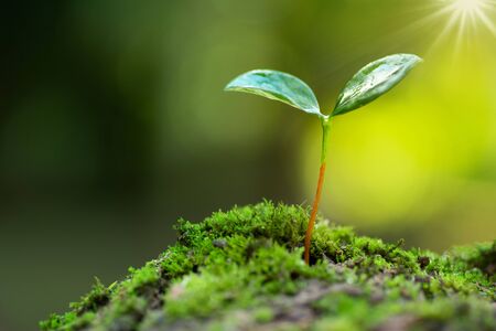little tree growing on moss with sunlight and green environment in nature hope conceptの写真素材
