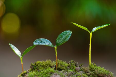 Plant growing to tree and forest concept on green backgroundの写真素材