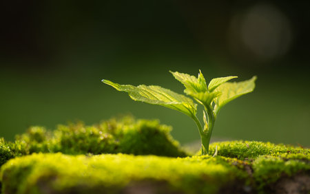 Close up Young plant growing over green backgroundの写真素材
