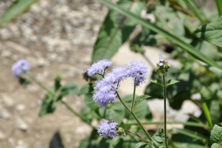 Blue Flowers