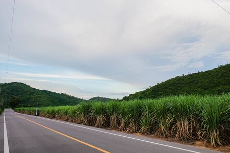 Empty asphalt roads in the countryside There are sugarcane fields beside the roadの写真素材