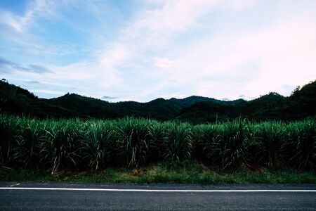 Sugarcane plantation park with mountains and evening skyの写真素材