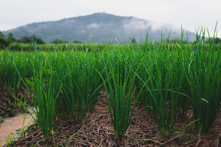 field of green spring onions of farmers in the morning