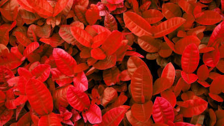 red leaves