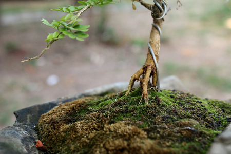 Green moss on bonsail  の写真素材