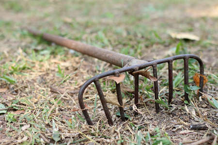 cleaning green lawn from leaf litter by rake の写真素材