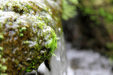 moss-grown boulders of Rock Devil fingerの写真素材
