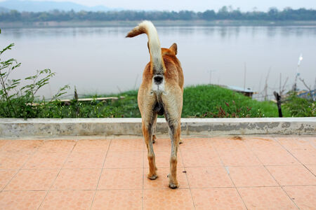 Close up on the back side of a light brown dogの写真素材