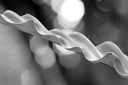The structure of tropical fern plant in close up view. black and whiteの写真素材