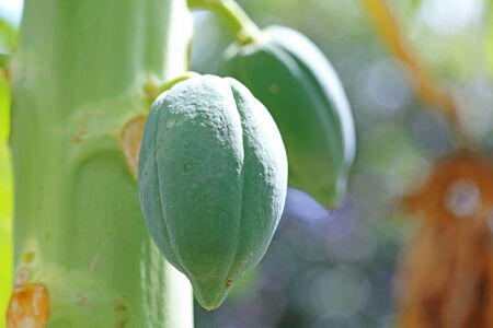 papaya on the papaya tree の写真素材