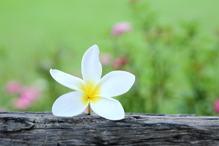 frangipani flower on wood の写真素材