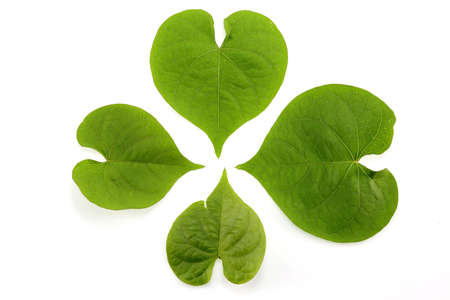 green leaf on a white の写真素材