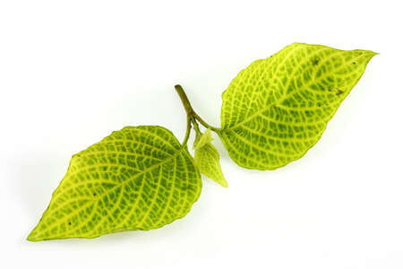 Leaf of a plant close up の写真素材
