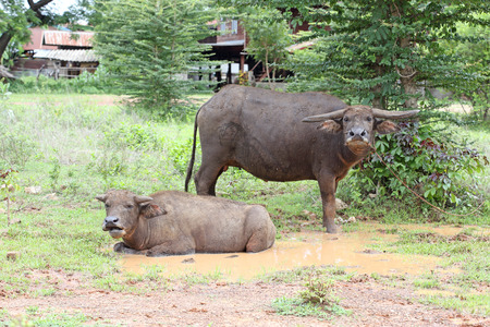 Thai buffalo ,Thailand 