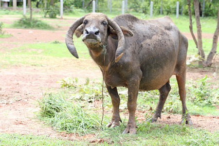 Thai buffalo ,Thailand 