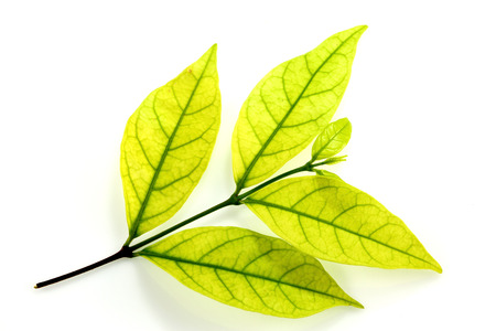 Green leaves isolated on white background の写真素材