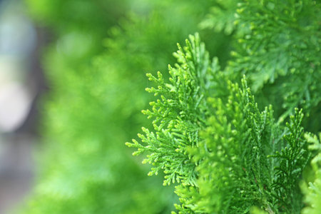 Leaves of pine tree