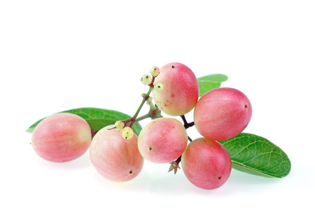 Super fruit (Carissa carandas Linn.) Thailand Herbsの写真素材