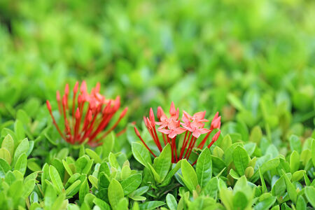 lxora flower, West Indian Jasmineの写真素材