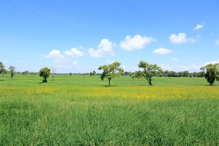 field on a background of the blue sky の写真素材