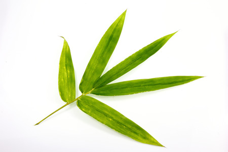Bamboo green leaf on white background.の写真素材