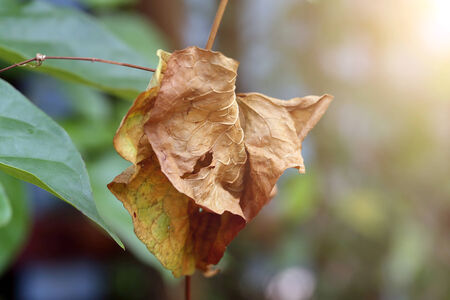Dry leaves on sunsetの写真素材