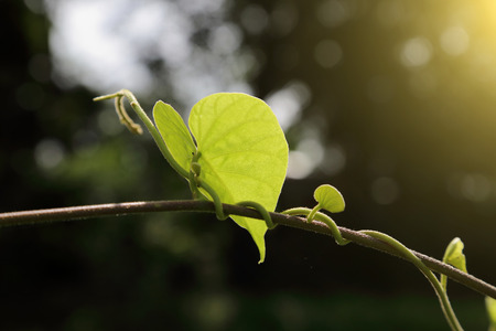 Green leaves in the morning.の写真素材