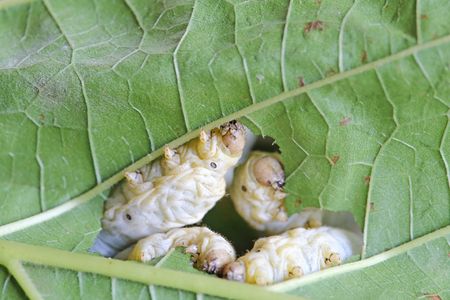 Silk worm eating mulberry green leaf の写真素材