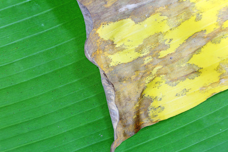 Banana leaf pattern old の写真素材